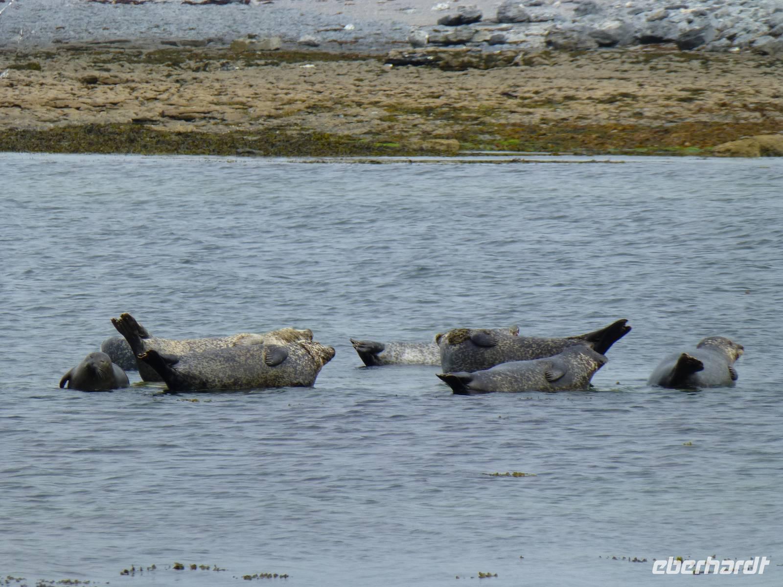 Inishmore - Seal View Point