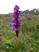 Inishmore - Knabenkraut - wilde Orchidee