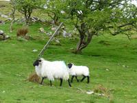 Connemara - Killary Harbour