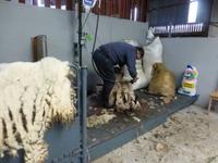 Ring of Kerry - Kissane Sheepfarm