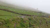 Schafe am Hang von Dingle