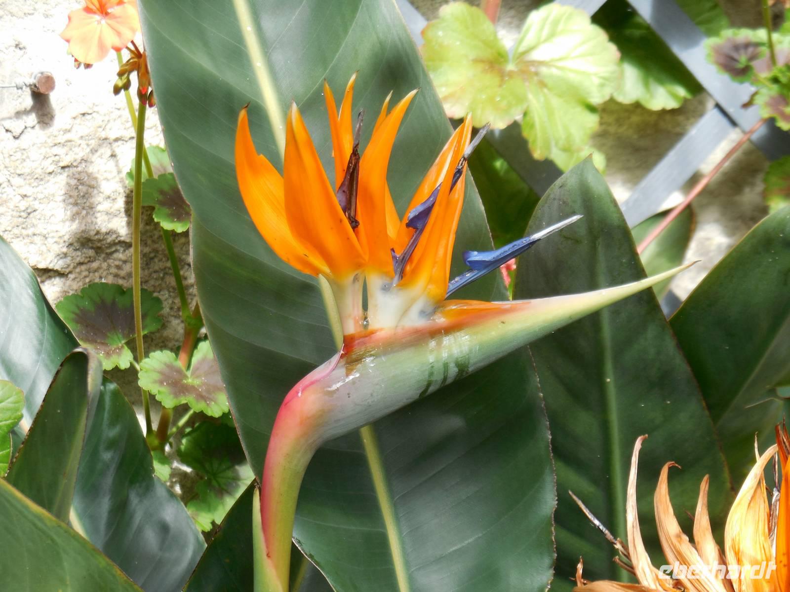 Es blüht fast alles in Glenaveagh