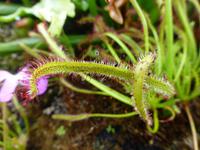 Dublin - National Botanic Garden - Sonnentau