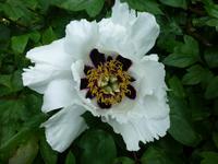 Dublin - National Botanic Garden