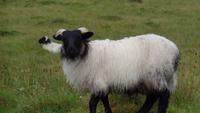 Achill Island