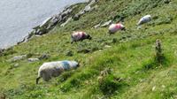 Achill