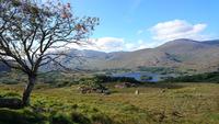 Am Ladys View