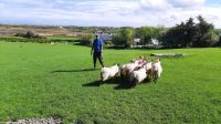 Atlantic Sheep Dogs