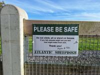 Atlantic Sheepdogs