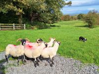 Atlantic Sheepdogs