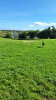 Atlantic Sheepdogs