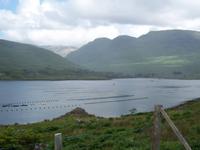 Austernzucht  im Killarny Fjord