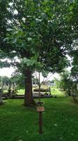 Baum des Prince of Wales in Drumcliff