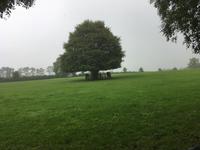 Besuch des Nationalgestüts in Kildare
