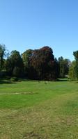 Blick hinüber zum Unterschriftenbaum im Coole Park Gort