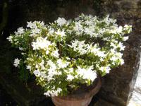 Blumen in Glenaveagh