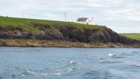 Bootsfahrt Dingle
