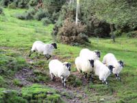 Brandon Sheep Farm