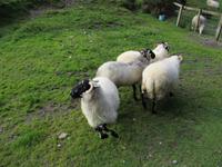 Brandon Sheep Farm