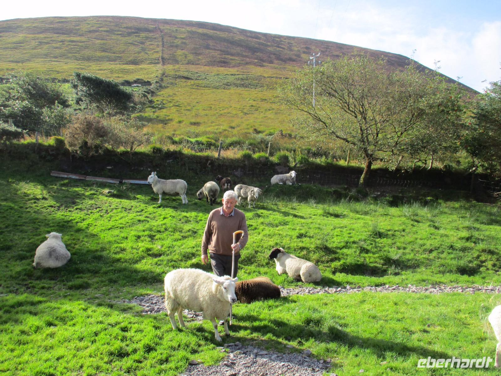 Brendan Sheep Farm