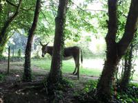 Bunratty 