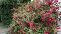 Bunratty Folk Park