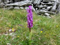 Burren - Burren Way - Orchidee (Knabenkraut)