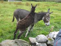 Burren Way