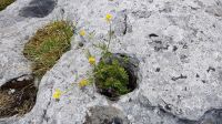 Burren