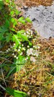 Burren