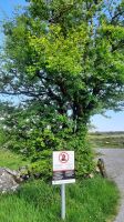 Burren