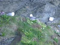 Cliffs of Moher