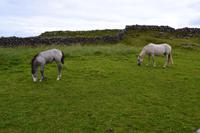 Connemara Ponies auf Inishmore