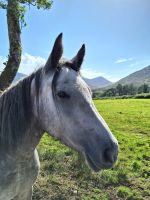 Connemara Pony
