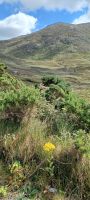 Connemara Region