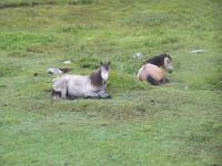 Connemara-Ponys