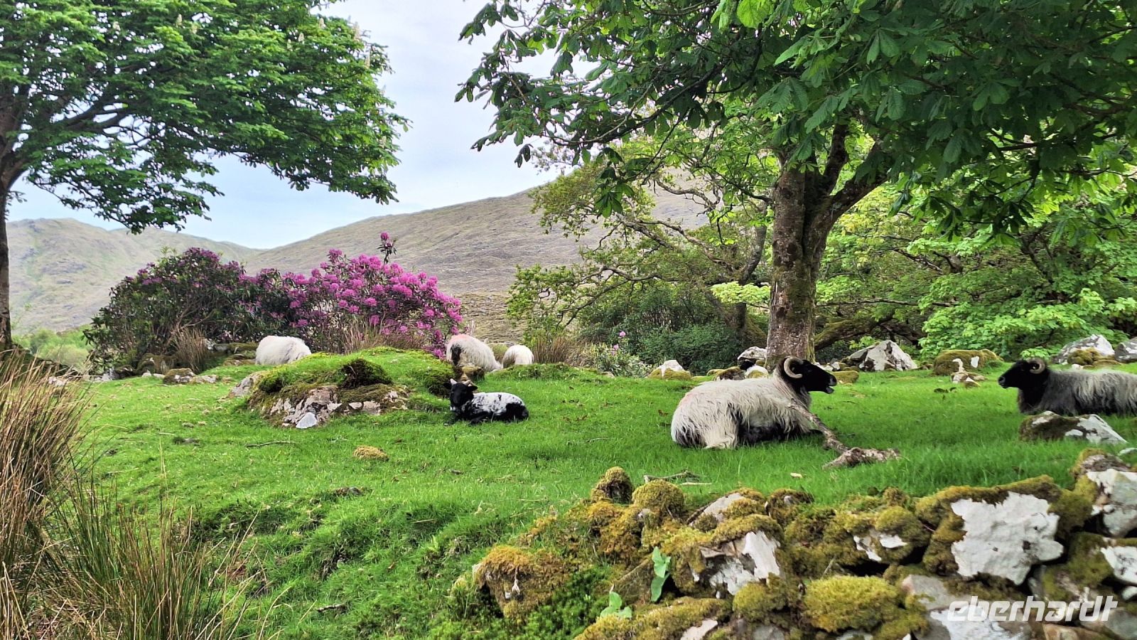 Connemara