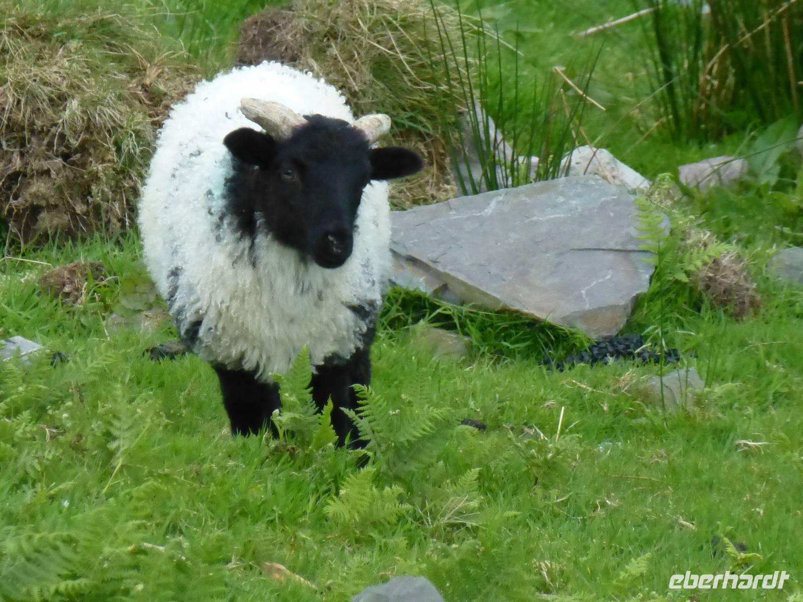 Connemara
