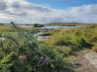 Connemara
