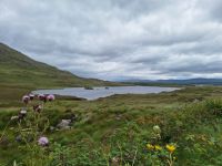 Connemara