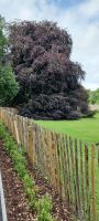 Coole Park  - Unterschriften Baum 