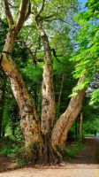 Coole Park