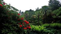 DSC_0216Glenveaghgarden (1)