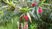 DSC_0216Glenveaghgarden (12)