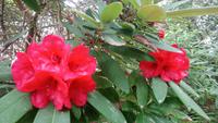 DSC_0216Glenveaghgarden (14)