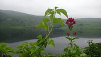 DSC_0216Glenveaghgarden (18)