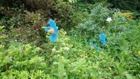 DSC_0216Glenveaghgarden (3)