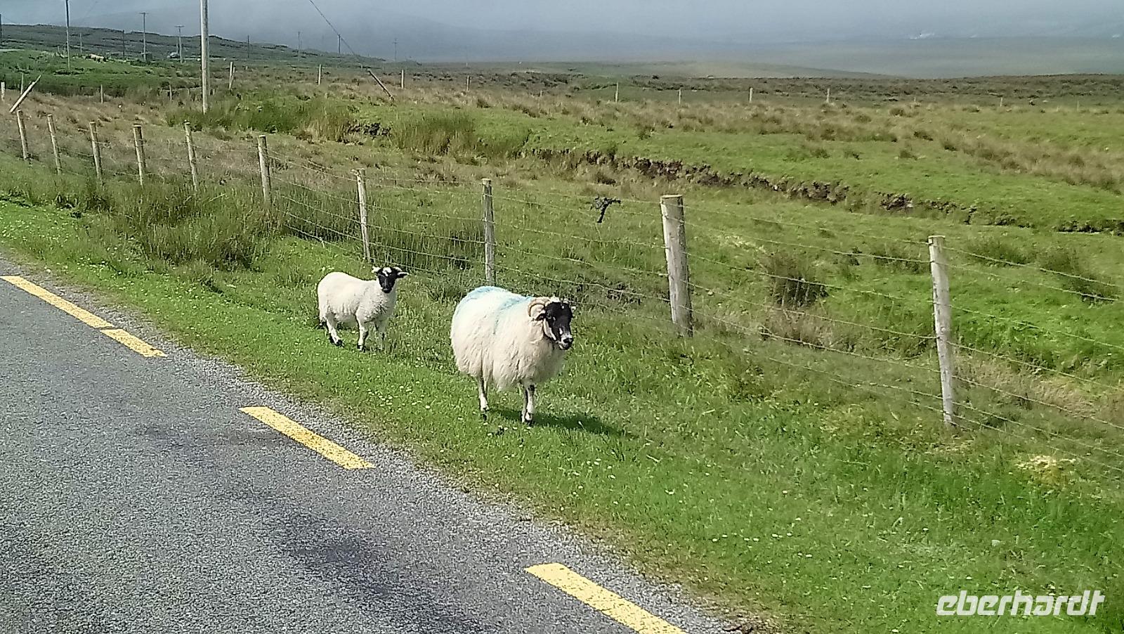 DSC_0238cmayo (10)