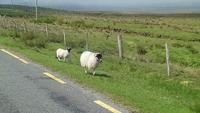 DSC_0238cmayo (10)