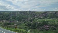 DSC_0238cmayo (2)